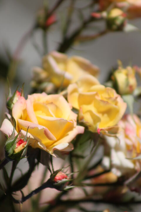 Gelbe Rosen
