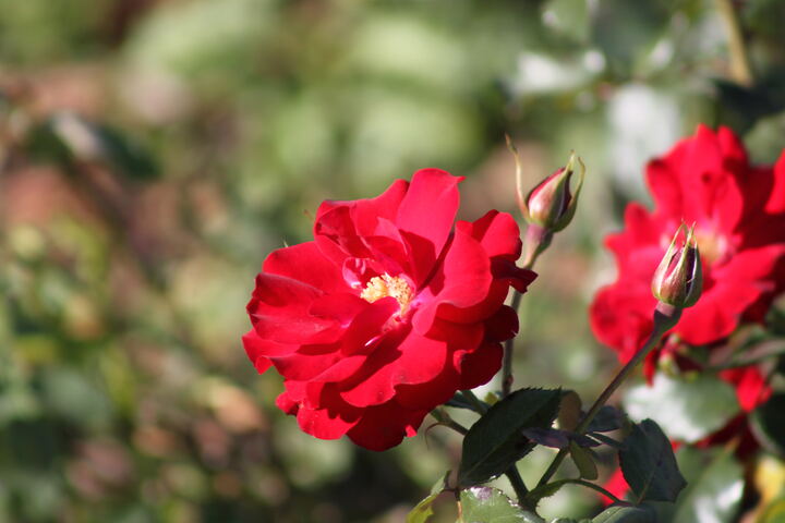 Rote Rosen vor grünem Hintergrund